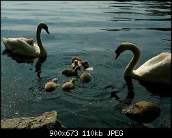 Click image for larger version

Name:	Swans and Cygnets.jpg
Views:	60
Size:	110.2 KB
ID:	35