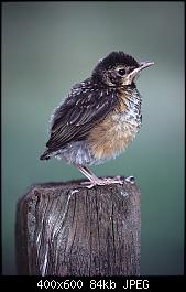 Click image for larger version

Name:	Baby Robin Redbreast.jpg
Views:	482
Size:	84.4 KB
ID:	36