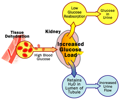 Wikipedia Diabetes